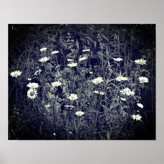 Wild Daisy Flowers Black And White  Poster (Front)