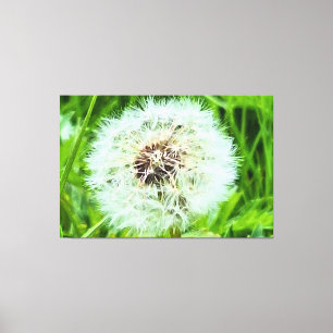 Wild Dandelion Romania Botanical Macro Photograpy Canvas Print