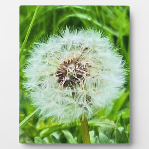 Wild Dandelion Romania Botanical Macro Photograpy Plaque