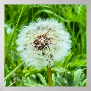Wild Dandelion Romania Botanical Macro Photograpy Poster