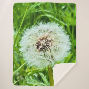 Wild Dandelion Romania Botanical Macro Photograpy Sherpa Blanket