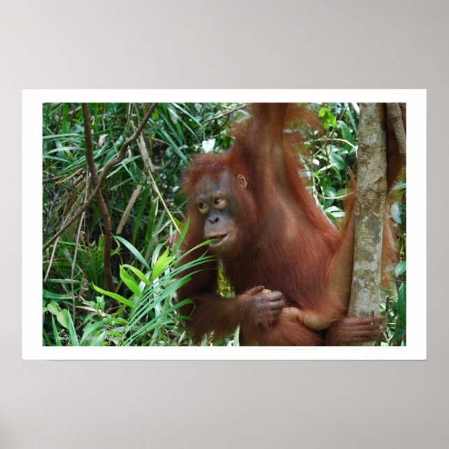 Wild Dating Advertisement Poster (Front)