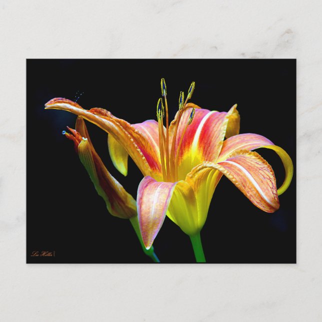 Wild Daylily On A Dark Morning Hike Postcard (Front)