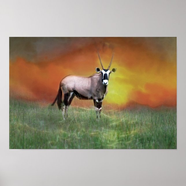Wild deer at sunset poster (Front)