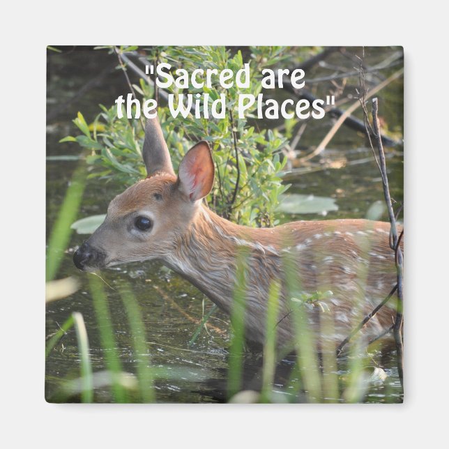 Wild Deer Fawn Wilderness Gift Magnets (Front)