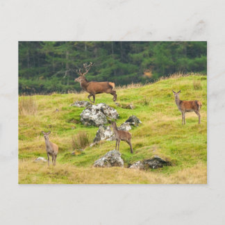 Wild Deer Stag and Hinds Scotland Photograph Postcard