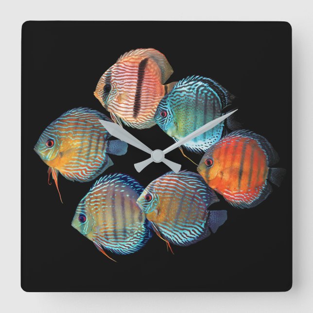 Wild Discus fish Square Wall Clock (Front)