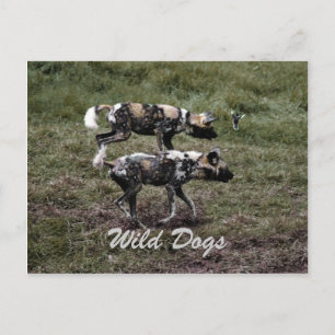 Wild Dogs Postcard