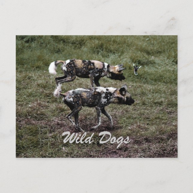 Wild Dogs Postcard (Front)