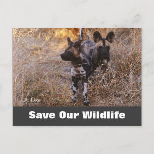 Wild Dogs, Save Our Wildlife Postcard