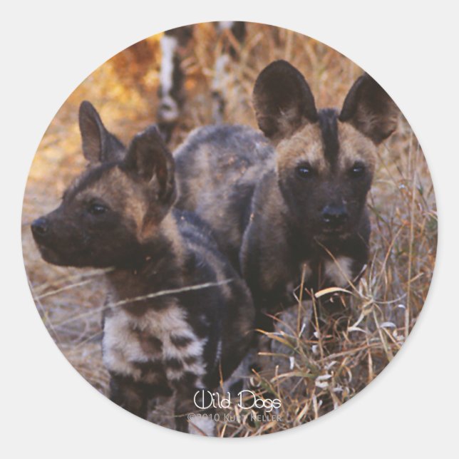 Wild Dogs Stickers (Front)