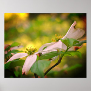 Wild Dogwood Flower Blossoms Poster