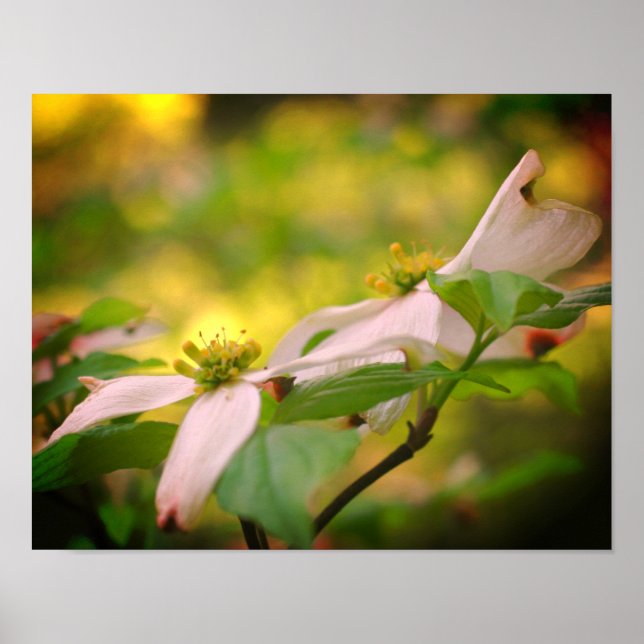 Wild Dogwood Flower Blossoms  Poster (Front)