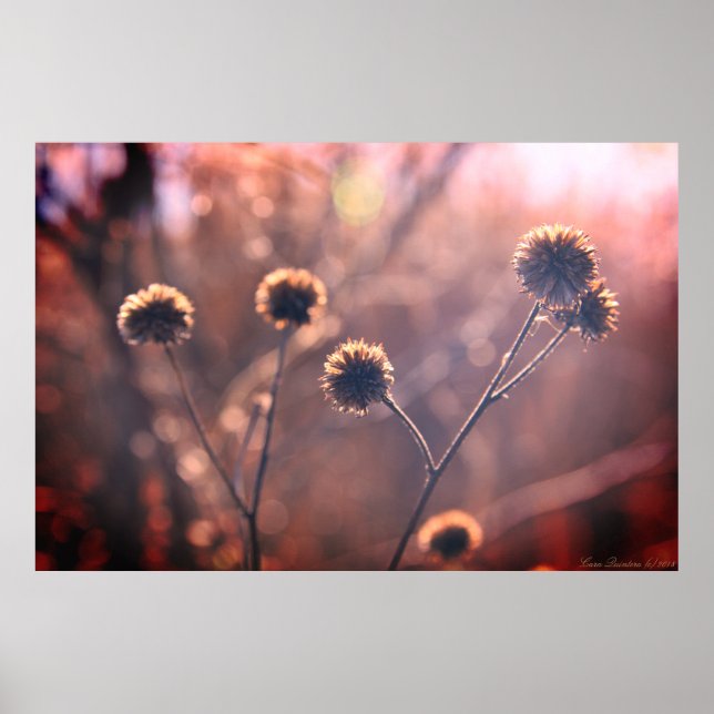 Wild Dried Winter Marsh Flowers Poster (Front)