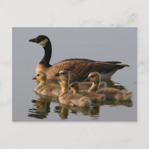 Wild duck family postcard
