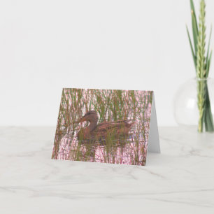 Wild Duck In Pond Wildlife Blank Note Card