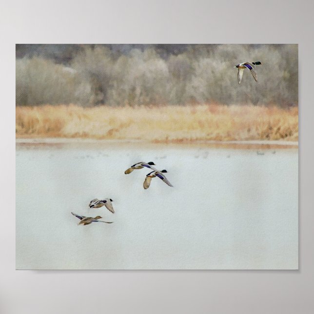 Wild Ducks Flying Over a Lake in Winter Poster (Front)