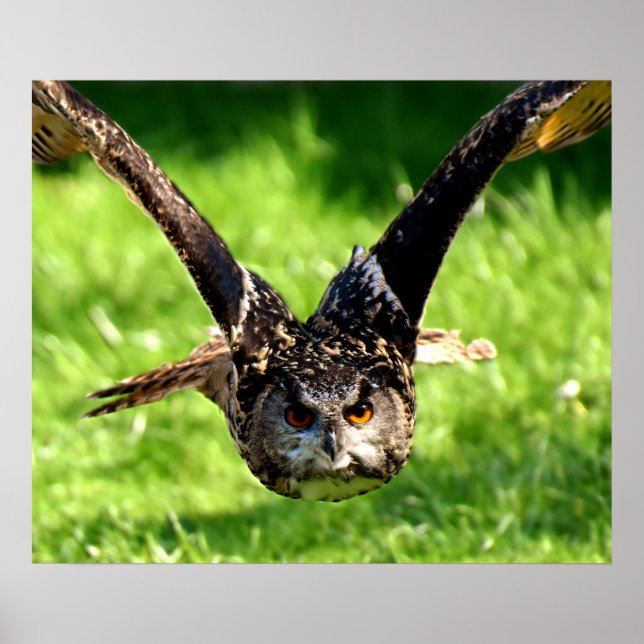 Wild Eagle Owl in Full Flight Poster (Front)