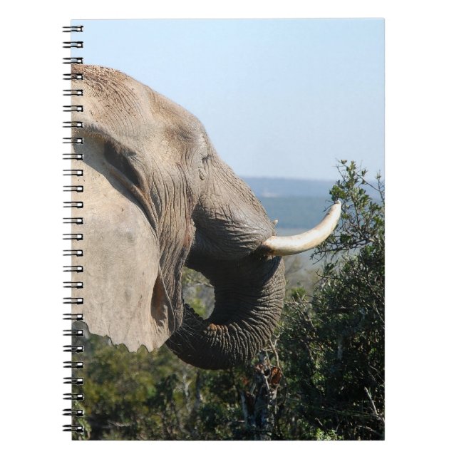Wild Elephant Eating, South Africa Notebook (Front)