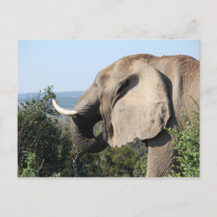 Wild Elephant Eating Vegetation, South Africa Postcard