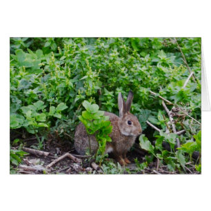 Wild English Rabbit