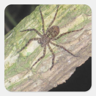 Wild Exotic Spiders, Beetles  and Insects Square Sticker