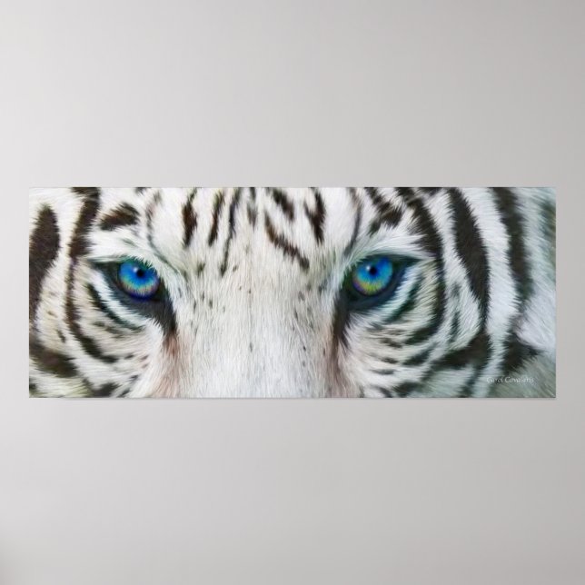 Wild Eyes - White Tiger Art Poster or Print (Front)