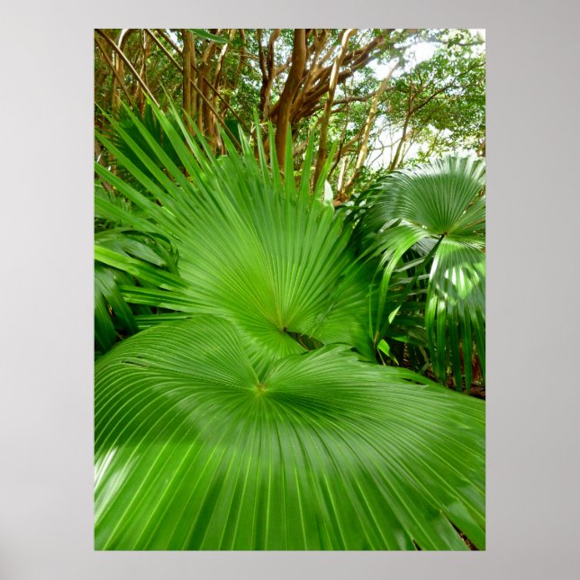 Wild Fan Palms Poster (Front)