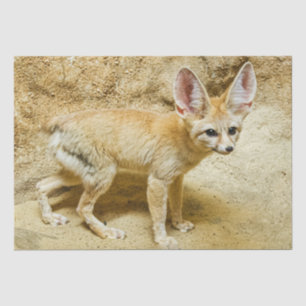 Wild Fennec Fox Tissue Paper