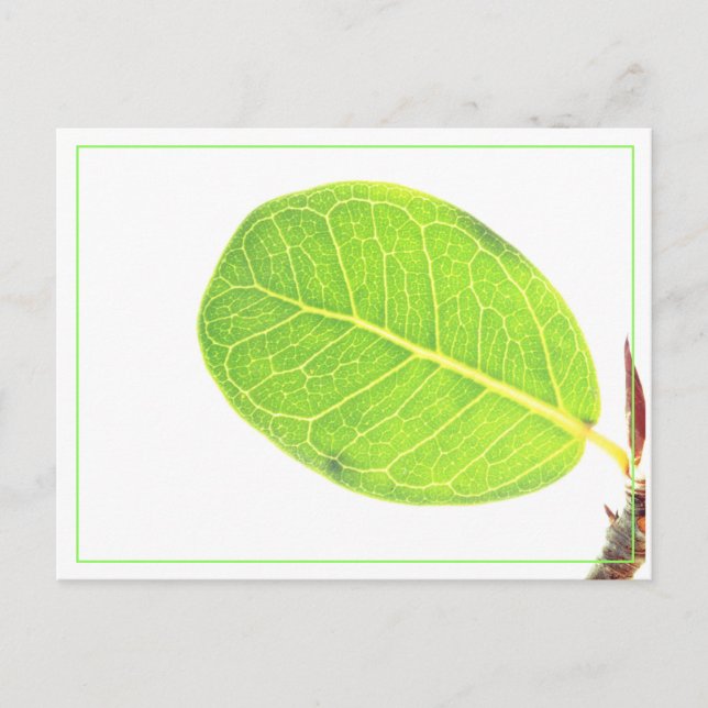 Wild Fig Rich Green Leaf Postcard (Front)