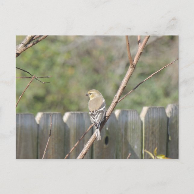 Wild Finch Post Card (Front)