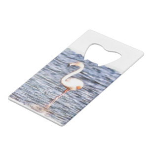 Wild Flamingo