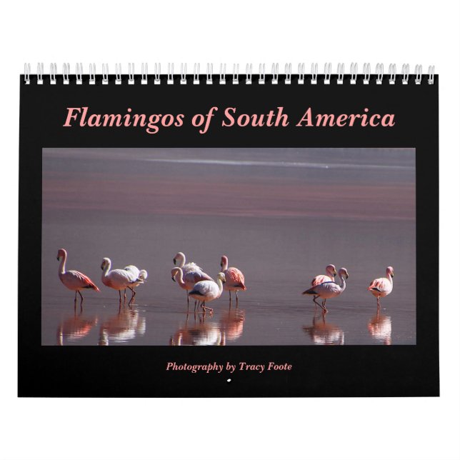 Wild Flamingo South America Birds Calendar (Cover)