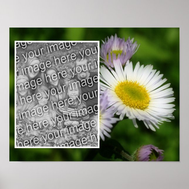 Wild Fleabane Daisy Flower Frame Add Your Photo Poster (Front)