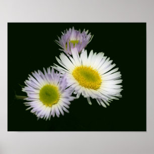 Wild Fleabane Daisy Flower Poster