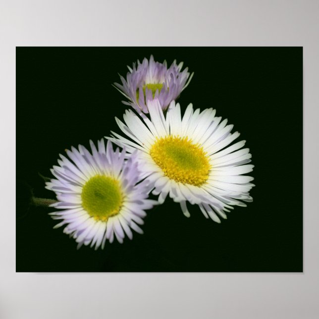 Wild Fleabane Daisy Flower  Poster (Front)