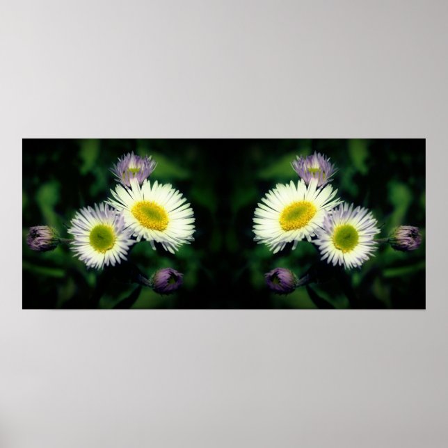 Wild Fleabane Daisy Flowers Mirror Abstract Poster (Front)