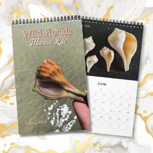 Wild Florida Marine Snails Hermit Crabs Custom Calendar