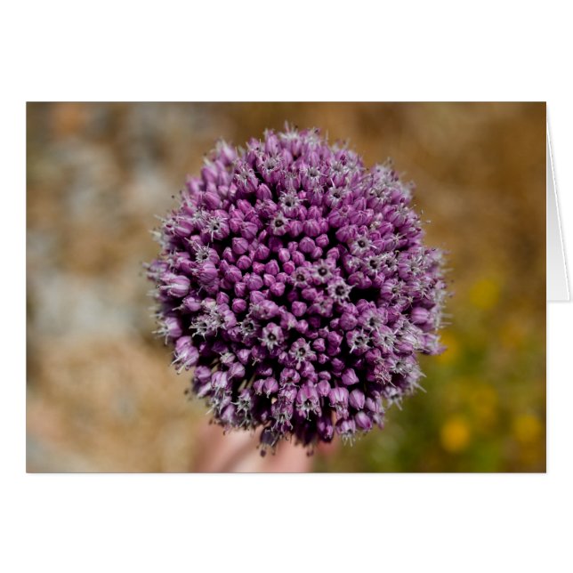 Wild Flower (Front Horizontal)