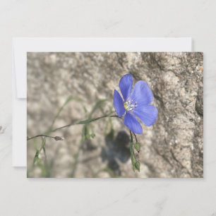 Wild flower
