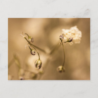 Wild Flower Closeup With Warm Sepia Tone Postcard