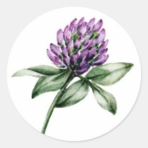 Wild Flower Clover Purple Bud  Classic Round Sticker