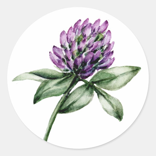 Wild Flower Clover Purple Bud  Classic Round Sticker (Front)