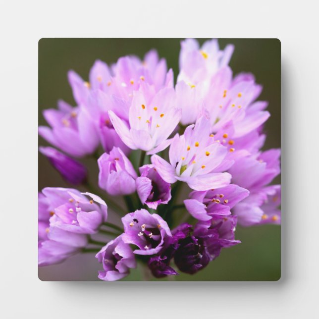 Wild Flower Plaque (Front)