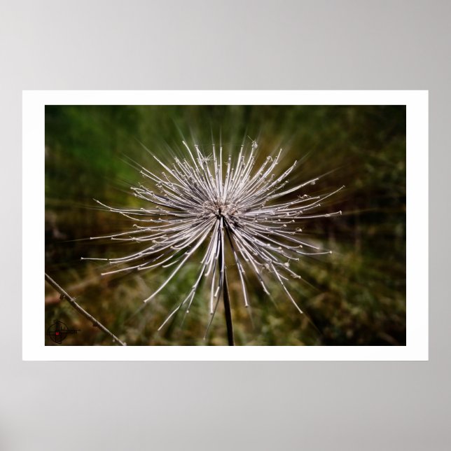 Wild flower poster (Front)