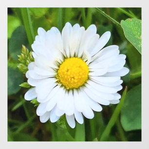 Wild Flower Romania – Botanical Macro Photography Window Cling