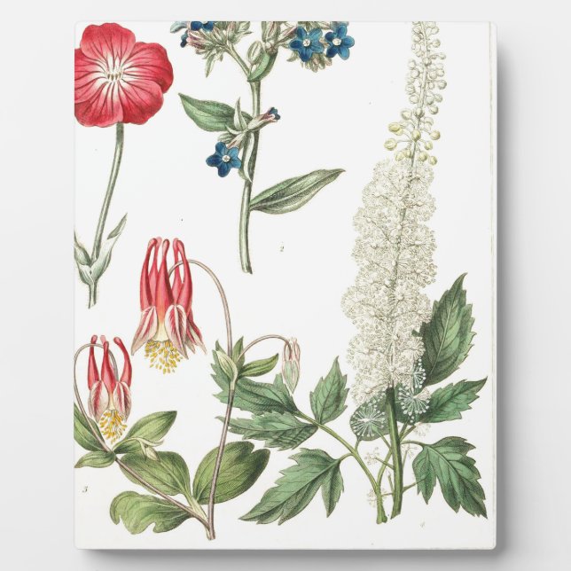 Wild Flower Vintage Botanical Print Plaque (Front)