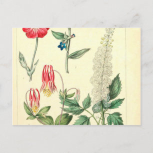 Wild Flower Vintage Botanical Print Postcard