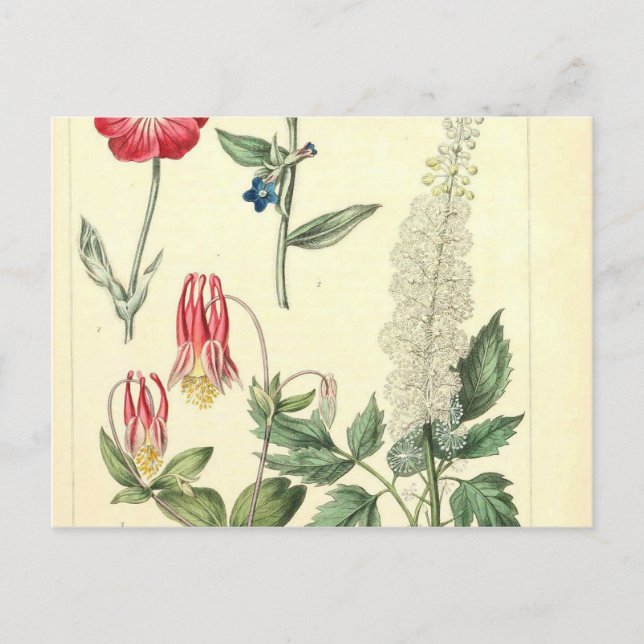 Wild Flower Vintage Botanical Print Postcard (Front)