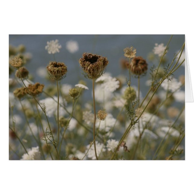 Wild Flowers (Front Horizontal)